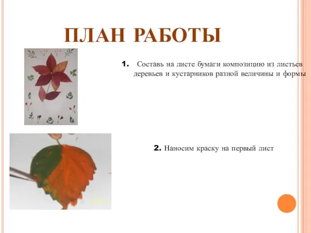 ПЛАН РАБОТЫ Составь на листе бумаги композицию из листьев деревьев и