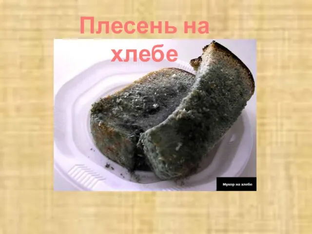 Плесень на хлебе