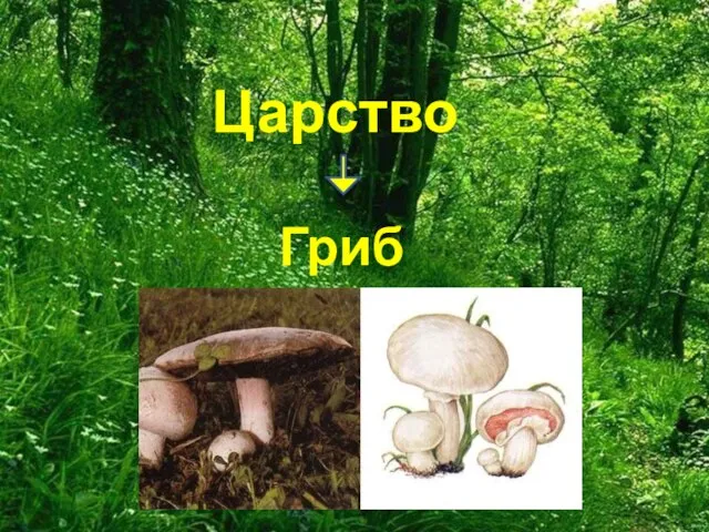 Царство Грибы