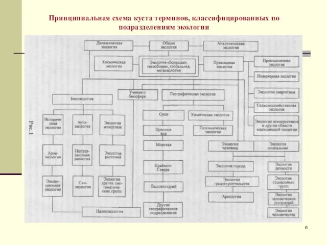 Принципиальная схема куста терминов, классифицированных по подразделениям экологии