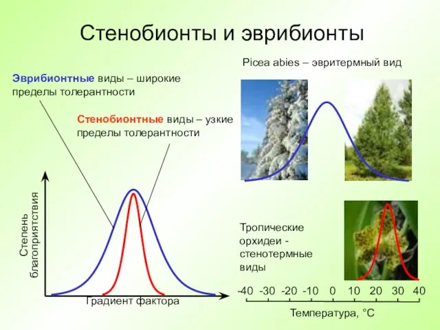 Стенобионты и эврибионты Градиент фактора Степень благоприятствия Эврибионтные виды – широкие