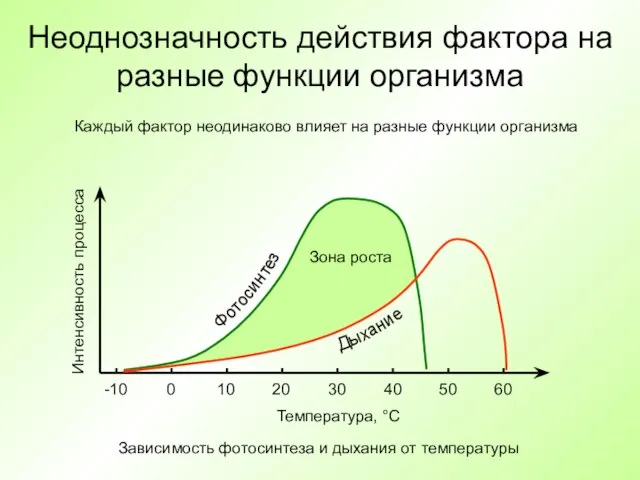 Неоднозначность действия фактора на разные функции организма Температура, °C Интенсивность процесса