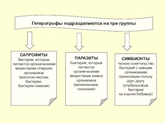 Гетеротрофы подразделяются на три группы САПРОФИТЫ бактерии, которые питаются органическими веществами