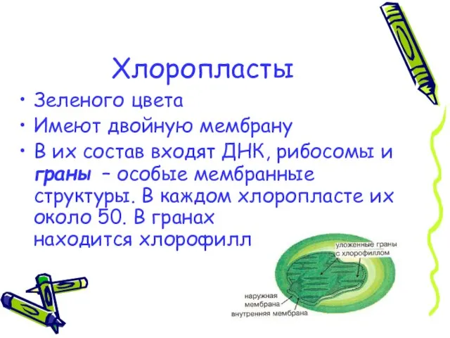 Хлоропласты Зеленого цвета Имеют двойную мембрану В их состав входят ДНК,