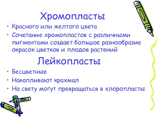 Хромопласты Красного или желтого цвета Сочетание хромопластов с различными пигментами создает