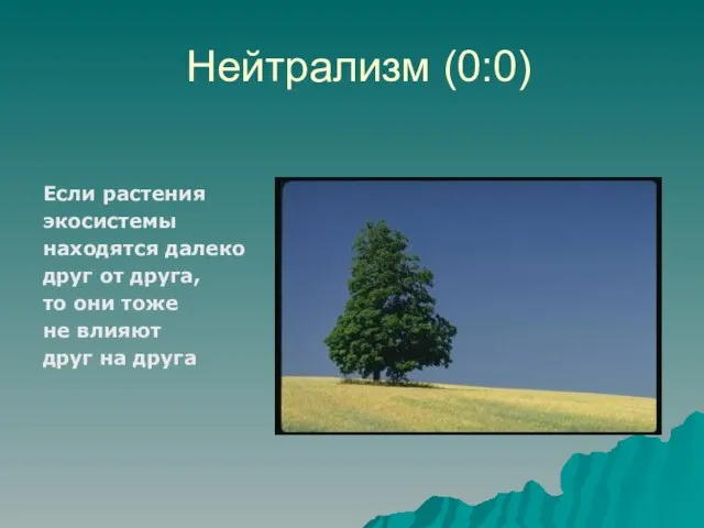 Нейтрализм (0:0) Если растения экосистемы находятся далеко друг от друга, то