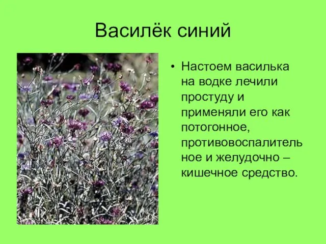 Василёк синий Настоем василька на водке лечили простуду и применяли его