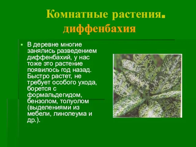 Комнатные растения. диффенбахия В деревне многие занялись разведением диффенбахий, у нас