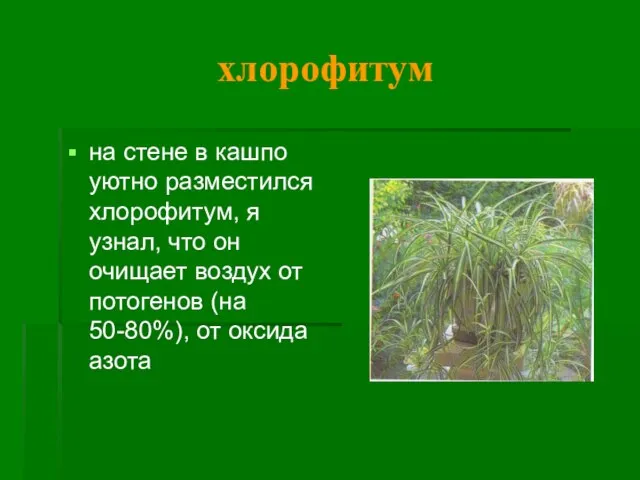 хлорофитум на стене в кашпо уютно разместился хлорофитум, я узнал, что