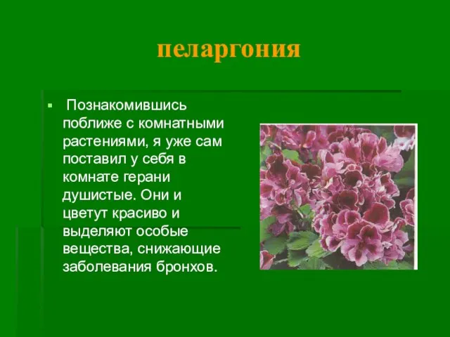 пеларгония Познакомившись поближе с комнатными растениями, я уже сам поставил у