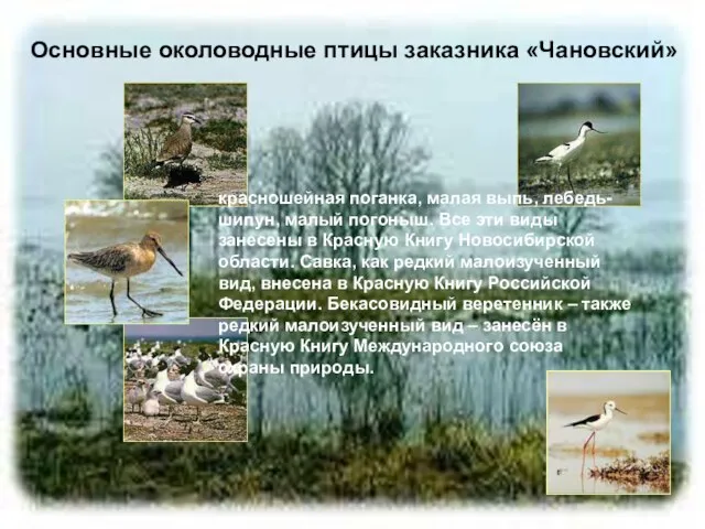 Основные околоводные птицы заказника «Чановский» красношейная поганка, малая выпь, лебедь-шипун, малый