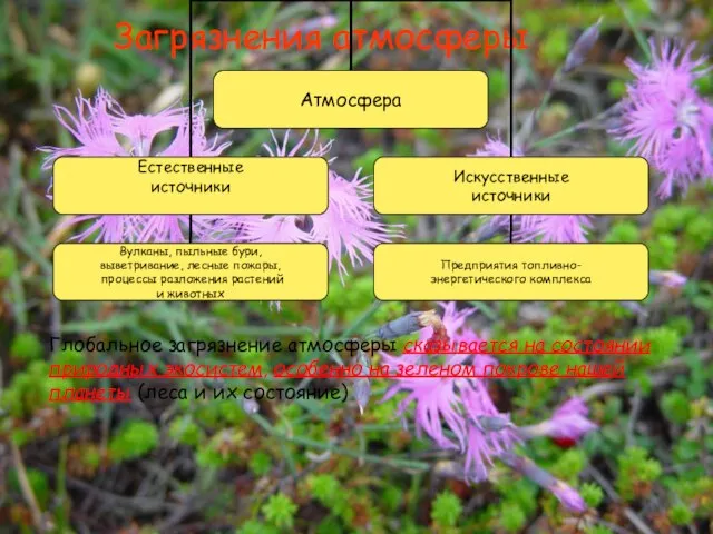 Загрязнения атмосферы Глобальное загрязнение атмосферы сказывается на состоянии природных экосистем, особенно