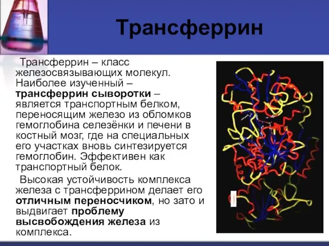 Трансферрин Трансферрин – класс железосвязывающих молекул. Наиболее изученный – трансферрин сыворотки