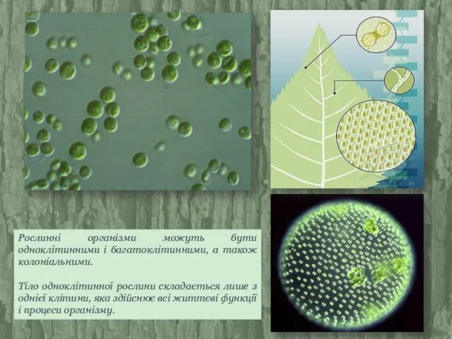 Рослинні організми можуть бути одноклітинними і багатоклітинними, а також колоніальними. Тіло