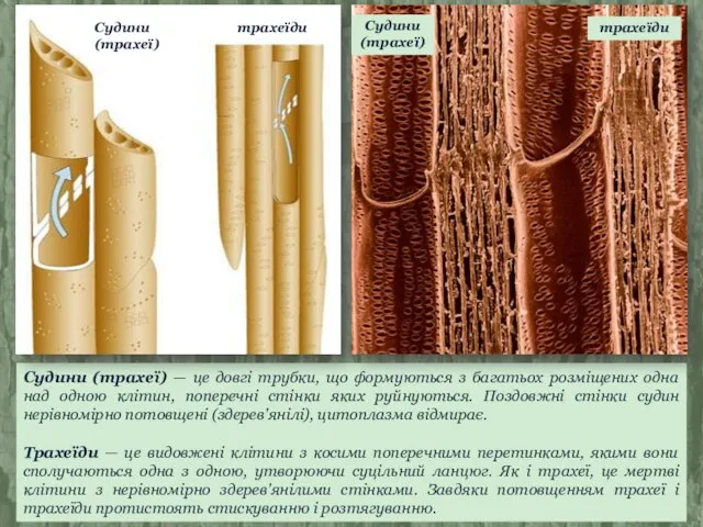 Судини (трахеї) — це довгі трубки, що формуються з багатьох розміщених
