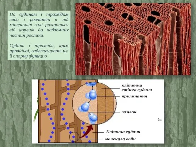 По судинам і трахеїдам вода і розчинені в ній мінеральні солі