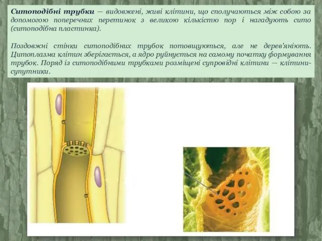Ситоподібні трубки — видовжені, живі клітини, що сполучаються між собою за