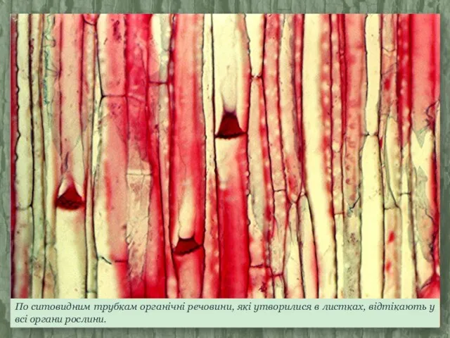 По ситовидним трубкам органічні речовини, які утворилися в листках, відтікають у всі органи рослини.