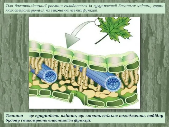 Тканина — це сукупність клітин, що мають спільне походження, подібну будову