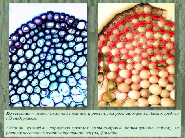 Коленхіма — жива механічна тканина у рослин, яка розташовується безпосередньо під