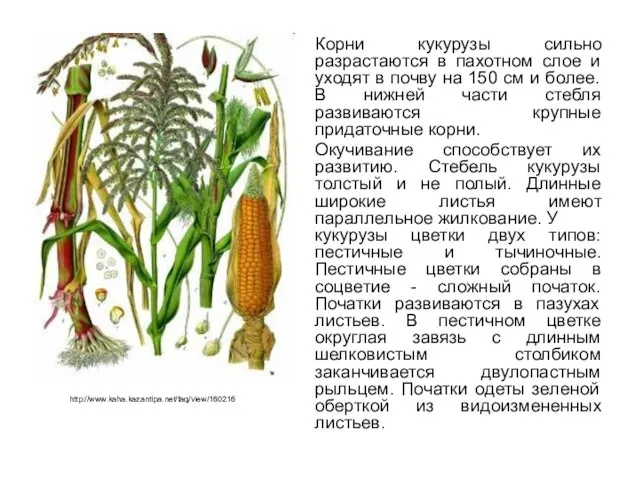 Корни кукурузы сильно разрастаются в пахотном слое и уходят в почву