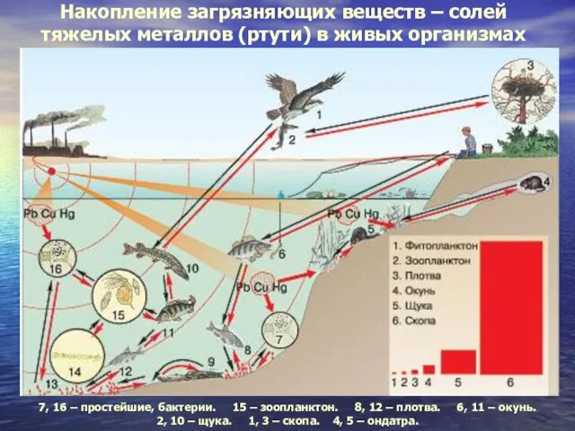 Накопление загрязняющих веществ – солей тяжелых металлов (ртути) в живых организмах