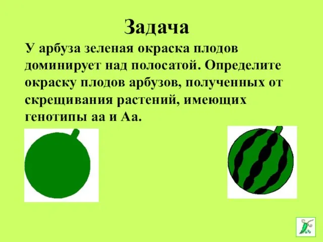 У арбуза зеленая окраска плодов доминирует над полосатой. Определите окраску плодов