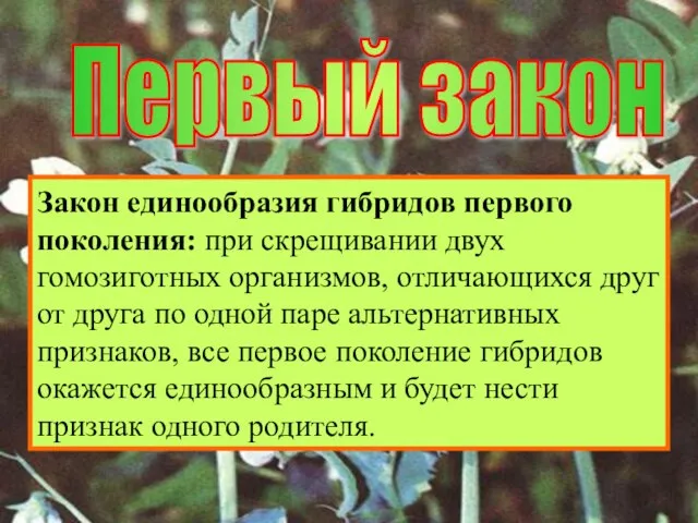 Первый закон Закон единообразия гибридов первого поколения: при скрещивании двух гомозиготных