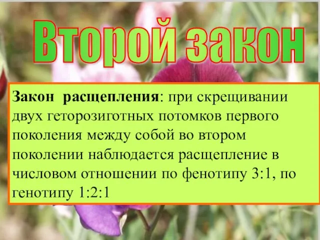 Второй закон Закон расщепления: в потомстве, полученном от скрещивания гибридов первого