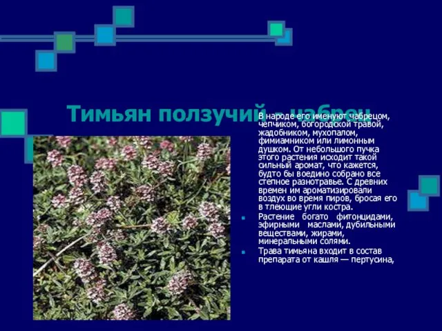 Тимьян ползучий - чабрец В народе его именуют чабрецом, чепчиком, бо­городской