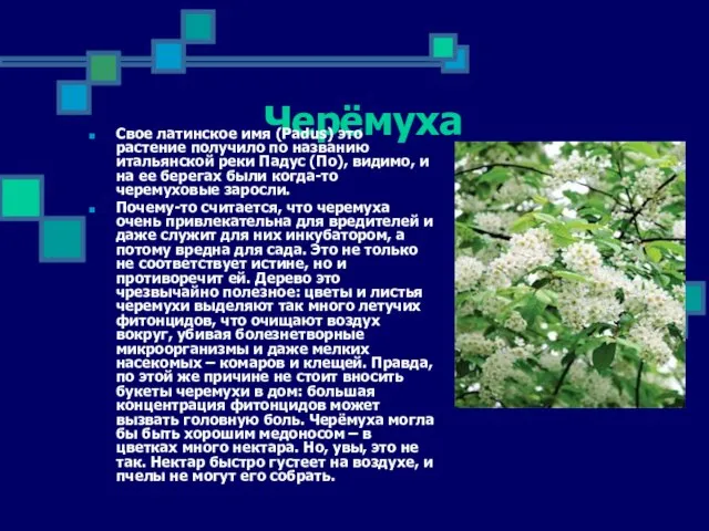 Черёмуха Свое латинское имя (Padus) это растение получило по названию итальянской