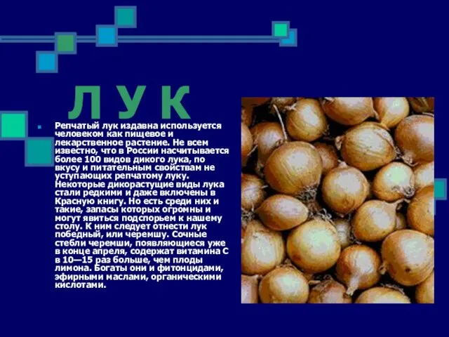 Л У К Репчатый лук издавна используется человеком как пищевое и