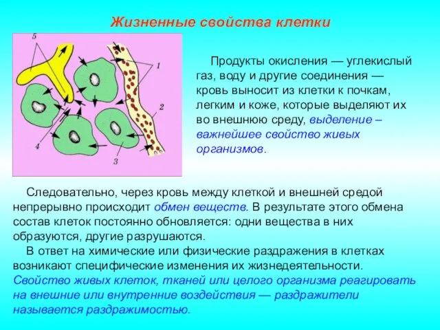 Жизненные свойства клетки Следовательно, через кровь между клеткой и внешней средой