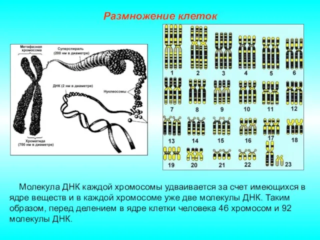 Размножение клеток Молекула ДНК каждой хромосомы удваивается за счет имеющихся в