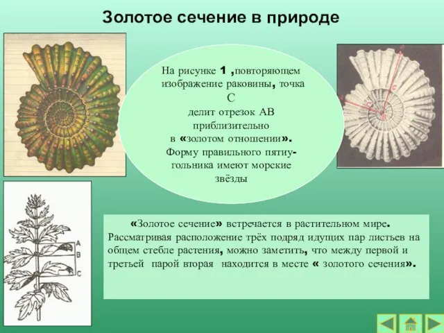 Золотое сечение в природе «Золотое сечение» встречается в растительном мире. Рассматривая