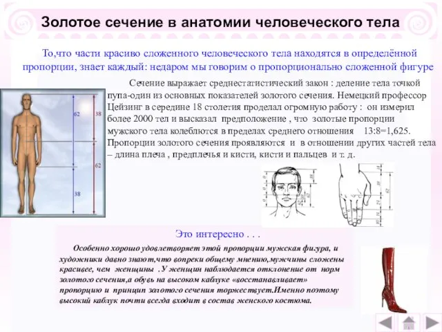 Золотое сечение в анатомии человеческого тела Сечение выражает среднестатистический закон :