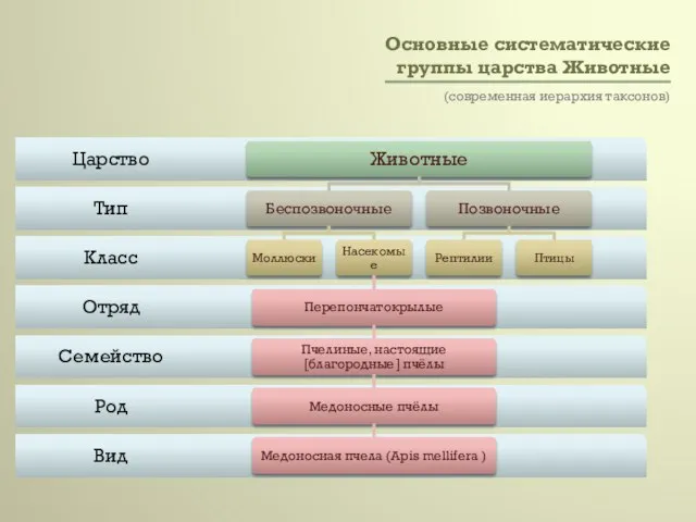 Основные систематические группы царства Животные (современная иерархия таксонов)