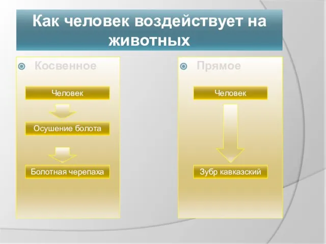 Как человек воздействует на животных Косвенное Прямое Человек Осушение болота Болотная черепаха Человек Зубр кавказский