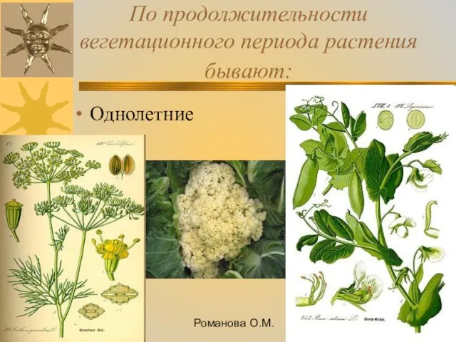 08/28/2023 Романова О.М. По продолжительности вегетационного периода растения бывают: Однолетние