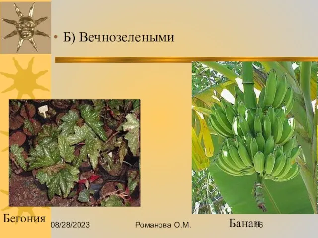 08/28/2023 Романова О.М. Б) Вечнозелеными Бегония Банан