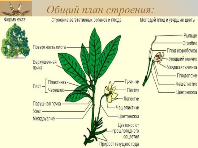 08/28/2023 Романова О.М. Общий план строения: