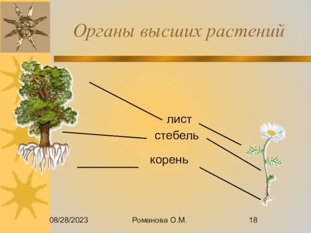 08/28/2023 Романова О.М. Органы высших растений