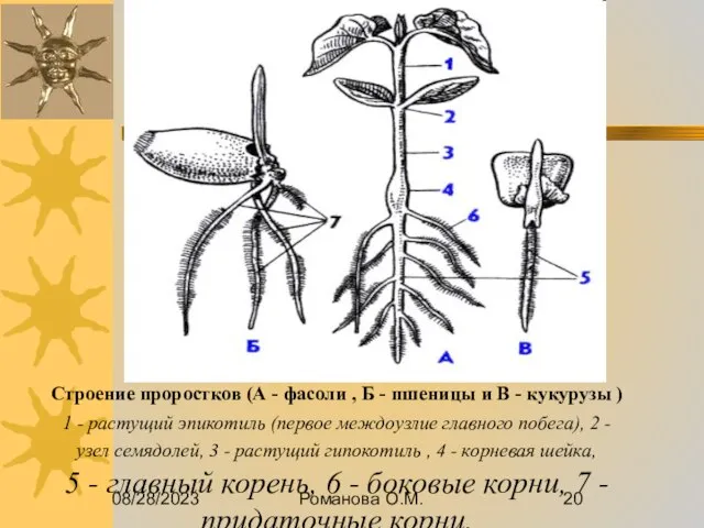 08/28/2023 Романова О.М. Строение проростков (А - фасоли , Б -