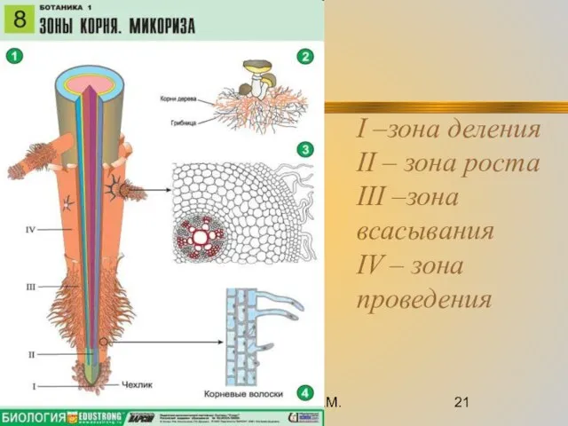 08/28/2023 Романова О.М. I –зона деления II – зона роста III