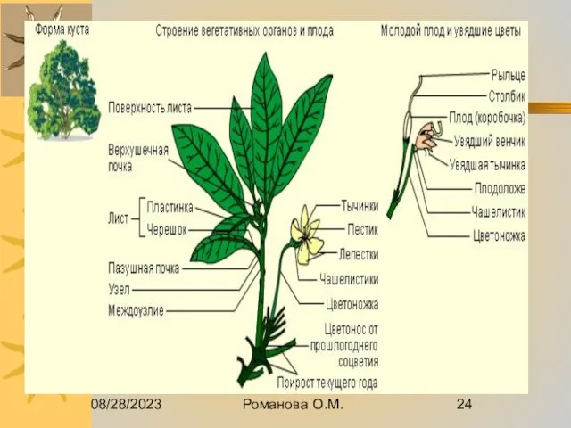 08/28/2023 Романова О.М.