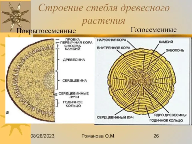 08/28/2023 Романова О.М. Строение стебля древесного растения Покрытосеменные Голосеменные