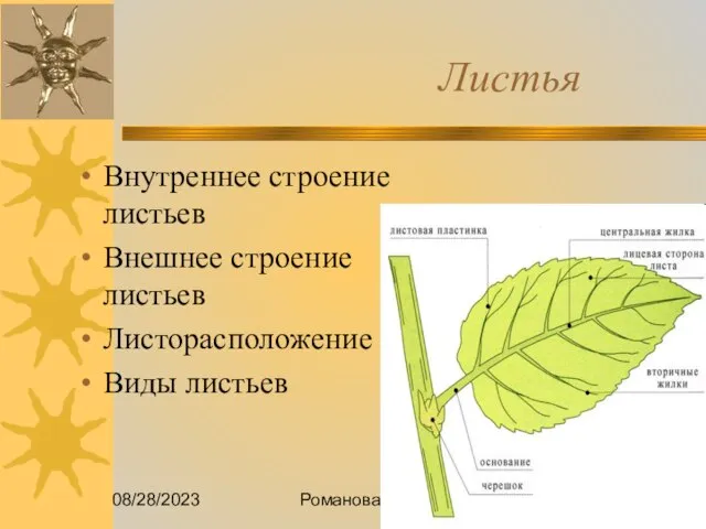 08/28/2023 Романова О.М. Листья Внутреннее строение листьев Внешнее строение листьев Листорасположение Виды листьев