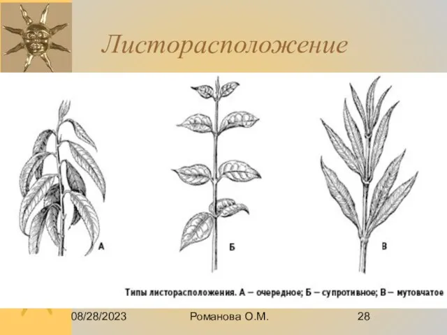 08/28/2023 Романова О.М. Листорасположение