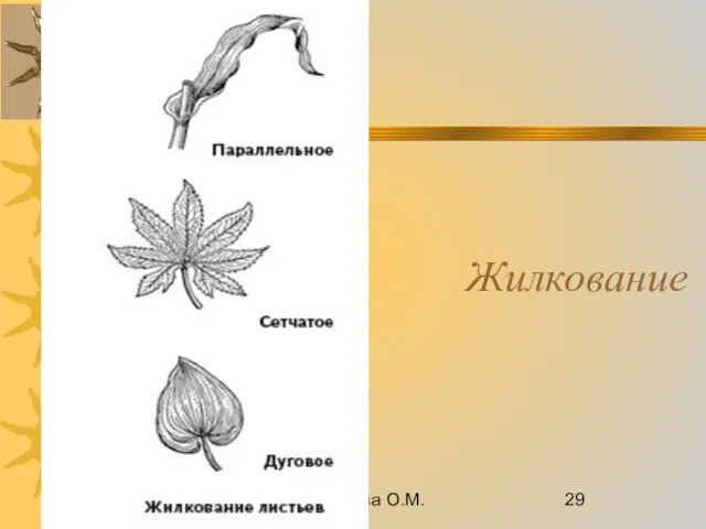 08/28/2023 Романова О.М. Жилкование