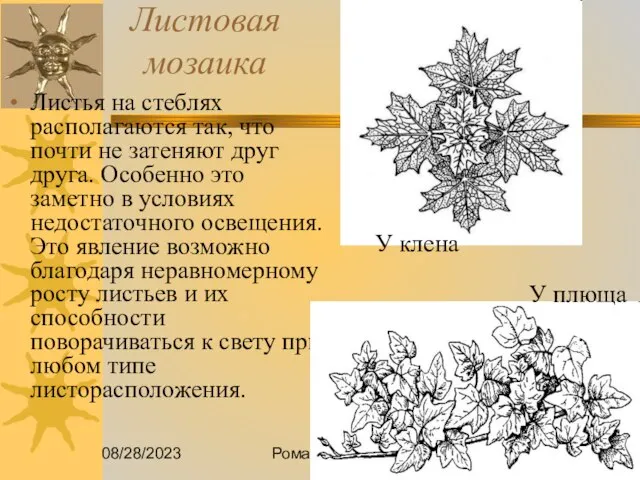 08/28/2023 Романова О.М. Листовая мозаика Листья на стеблях располагаются так, что